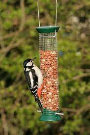 What to Feed Wild Birds in My Garden