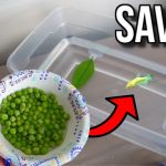 What to Feed Your Betta