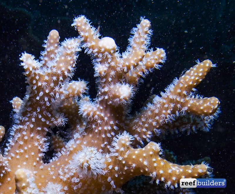 Which Soft Coral Food is Best For Your Coral