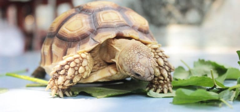 Why My Star Tortoise Isn’t Eating
