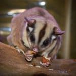 Why is My Sugar Glider Not Eating