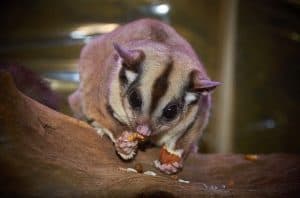Why is My Sugar Glider Not Eating