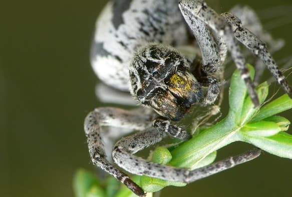 Wolf Spider Babies Eat Mother