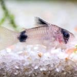 How to Choose Cory Catfish Food