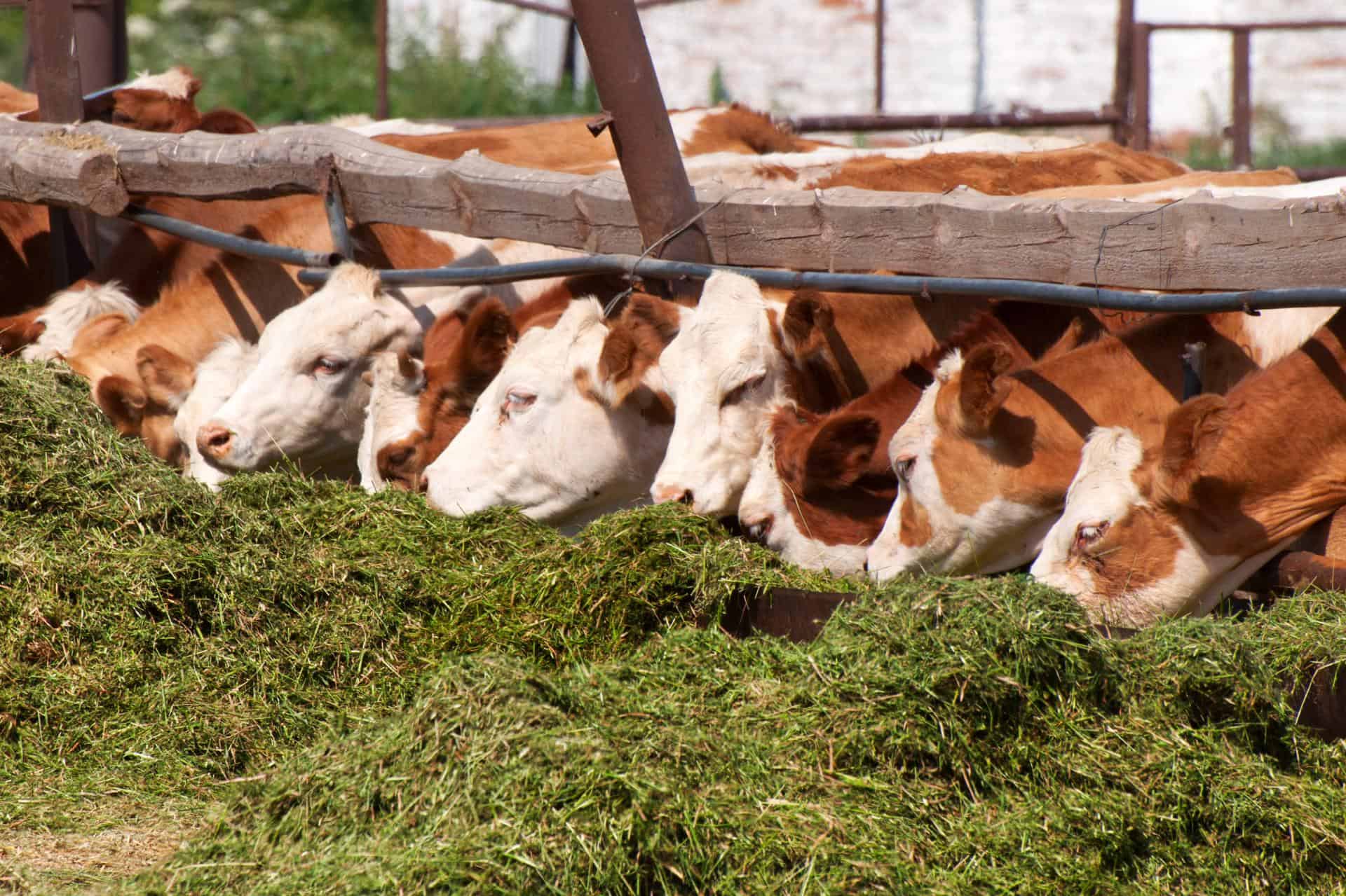 How to Choose a High Protein Cow Feed