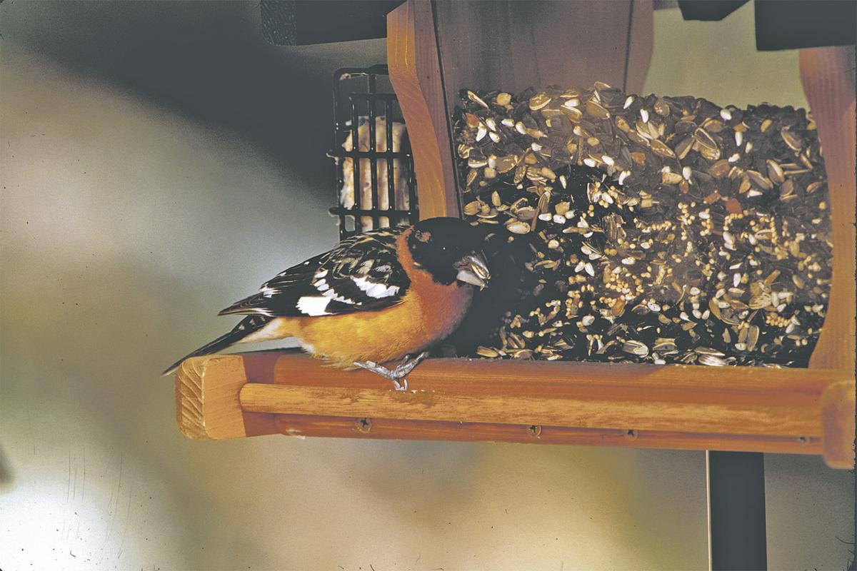 Companion Wild Bird Food