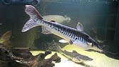 Choosing Tiger Shovelnose Catfish Food