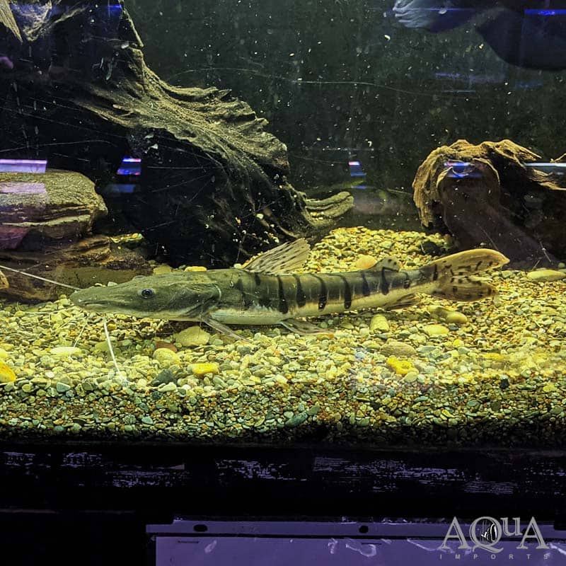 Tiger Shovelnose Catfish Food
