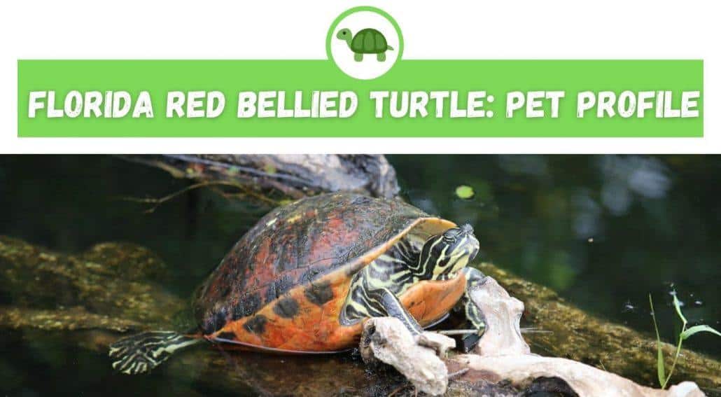 What Do Red Bellied Turtles Eat?