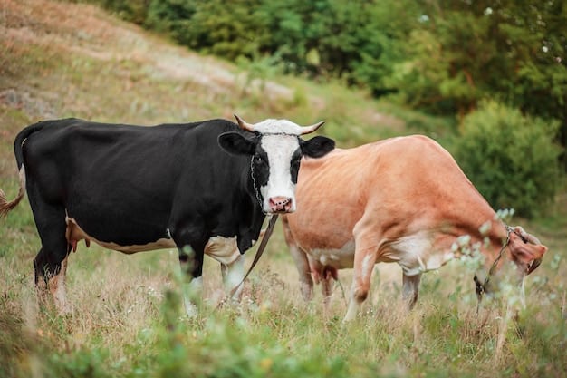 What Do Beef Cows Eat?