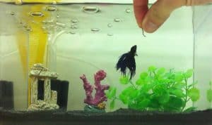 Betta Fish Frozen Food Review
