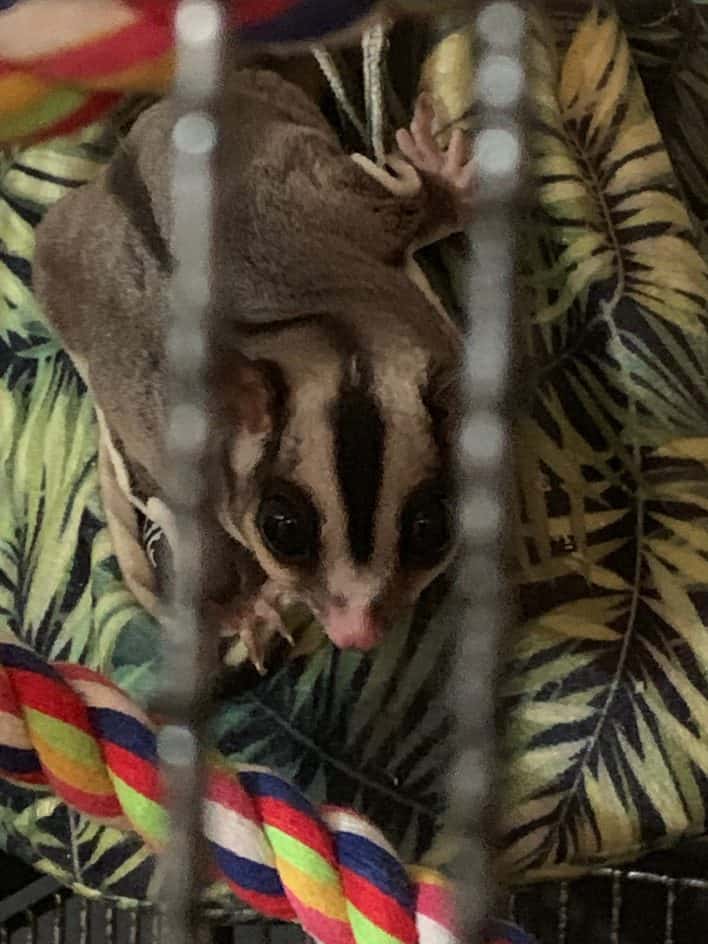 Sugar Glider Food Review - Vita Smart Complete Nutrition