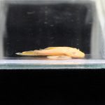 Albino Bristlenose Pleco Food