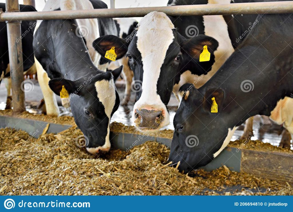 Feeding Corn Siloage to Beef Cattle - Pet Food Guide