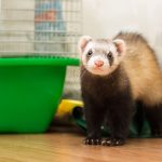 Why Is My Ferret Not Eating?