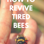 Feeding Bees Sugar Water and Thymol in Fall