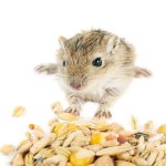 Gerbil Food - Top 3 DIY Gerbil Food Recipes