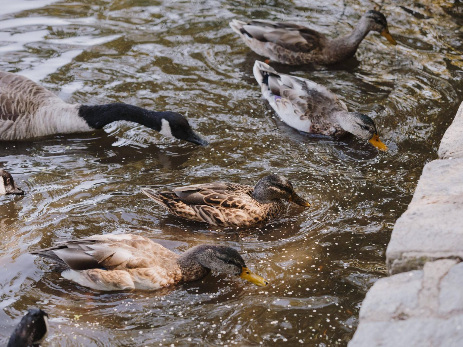 What Can Wild Ducks Eat? Pet Food Guide