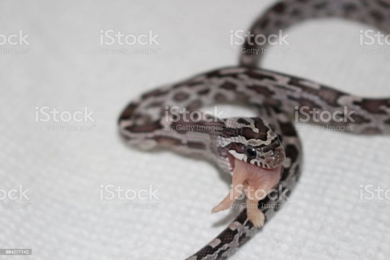 Feeding Snakes Frozen Mice Pet Food Guide