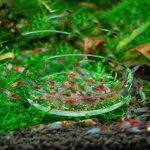 What Do Feeder Shrimp Eat?