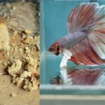 Betta Fish - Can Betta Fish Eat Tropical Fish Flakes? Betta Fish - Can Betta Fish Eat Tropical Fish Flakes?
