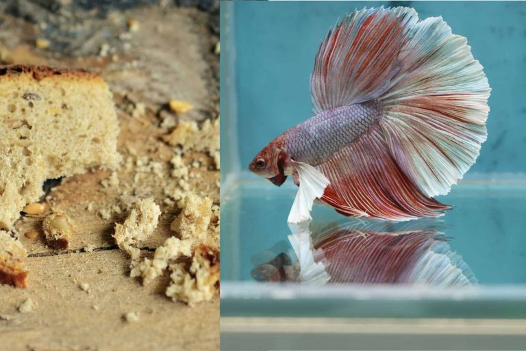 Betta Fish Can Betta Fish Eat Tropical Fish Flakes? Pet Food Guide