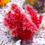 BRS Reef Chili - Coral Food For SPS and LPS Corals BRS Reef Chili - Coral Food For SPS and LPS Corals