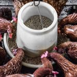 Whole Grain Chicken Feed