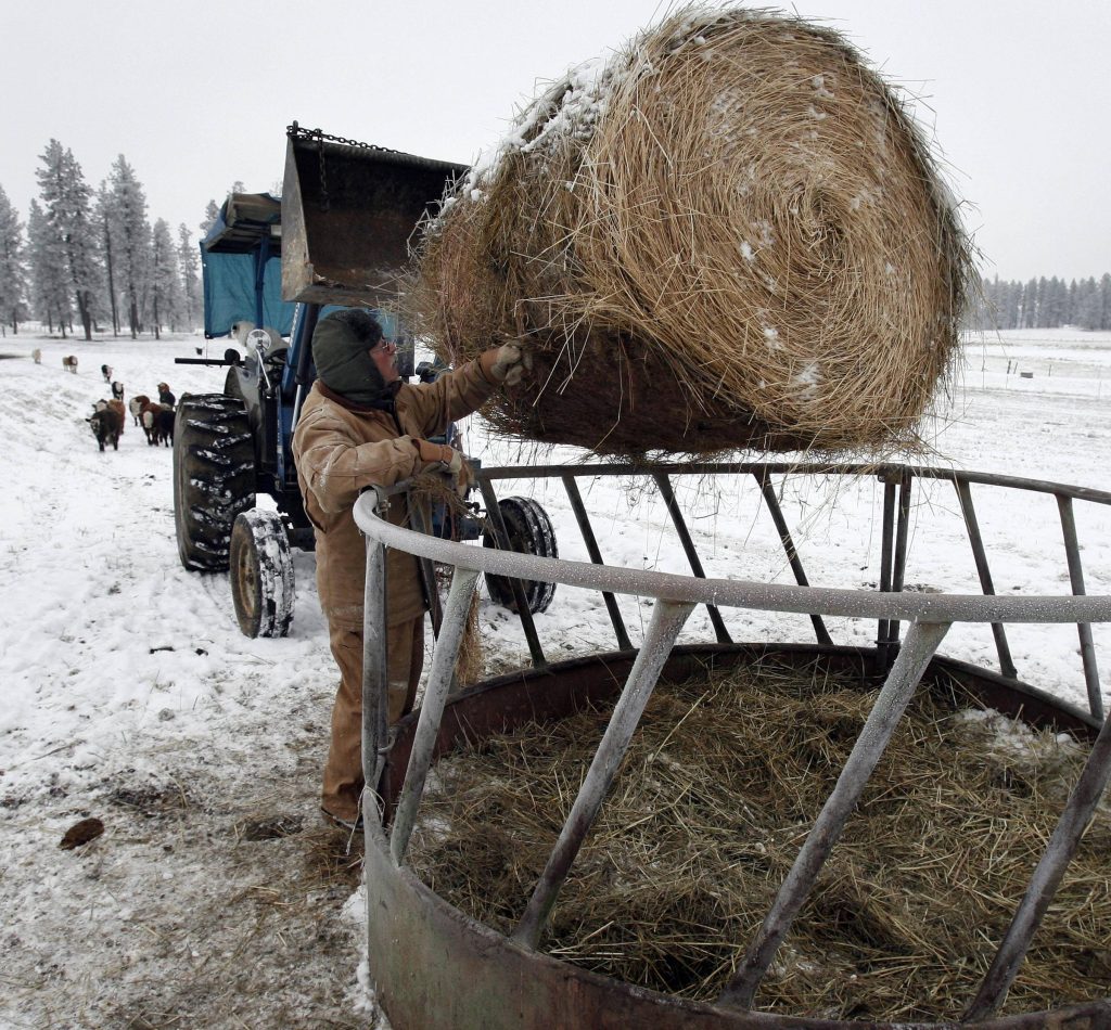 What to Feed Cows in Winter Pet Food Guide