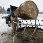 What to Feed Cows in Winter What to Feed Cows in Winter