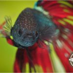What Live Food Can I Feed My Betta?
