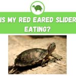 What Do Red Striped Turtles Eat? What Do Red Striped Turtles Eat?
