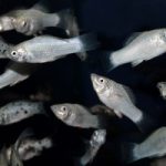 Can Mollies Eat Tropical Fish Food?