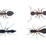 What Can I Feed a Jumping Spider?