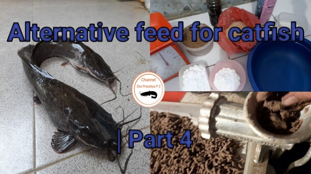 Alternative Food For Catfish Pet Food Guide
