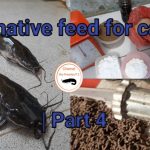 Alternative Food For Catfish Alternative Food For Catfish