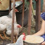 Feeding Chickens Whole Corn Is a Good Idea Feeding Chickens Whole Corn Is a Good Idea