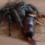 What Do Jumping Spiders Like to Eat?