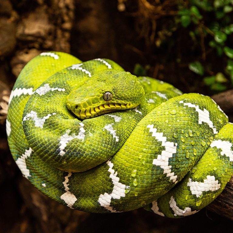 What Do Emerald Tree Boas Eat? Pet Food Guide
