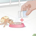 What Vegetables Hermit Crabs Can Eat