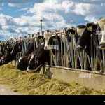 The Benefits of Haylage For Cattle