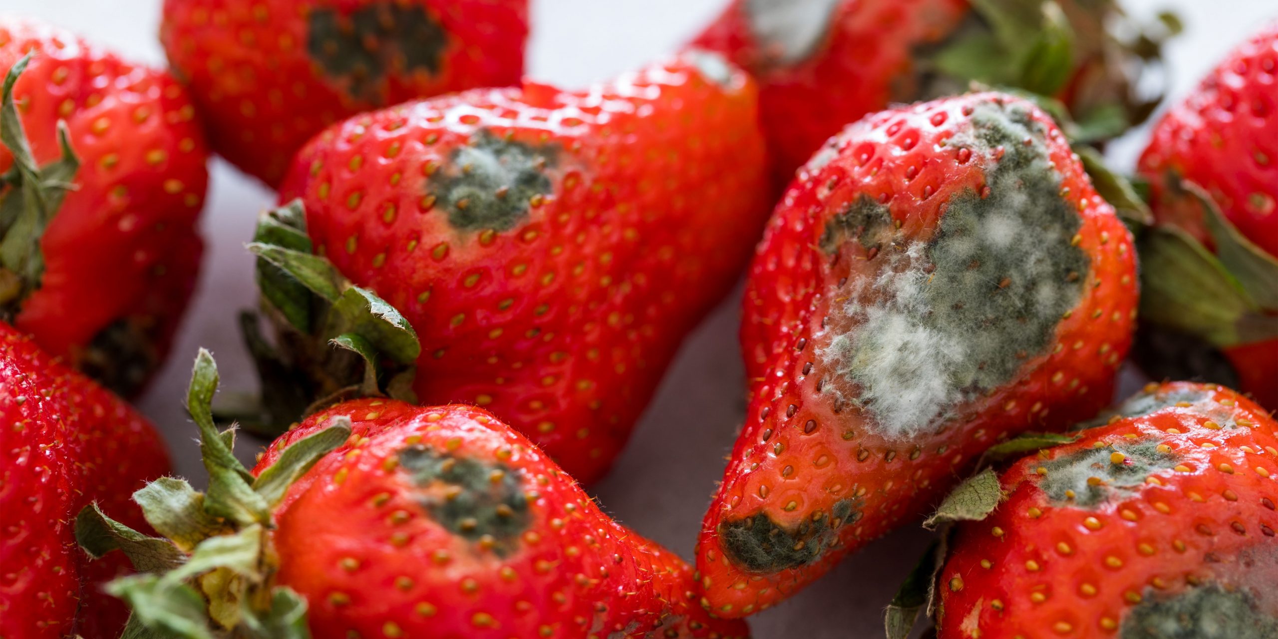 Do Hermit Crabs Eat Strawberries? Pet Food Guide