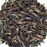 Feeding Your Bearded Dragon Freeze Dried Crickets and Avocados