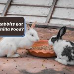 Chinchilla Yogurt Drops With Dandelion