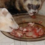 Finding the Best Ferret Food