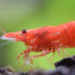 What Do Shrimp Eat?