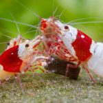 What Food Do Shrimp Eat?