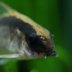 Corydoras Catfish Food
