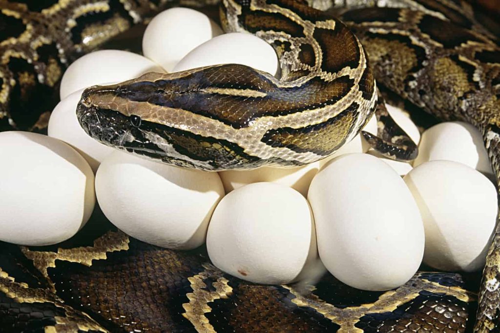 What Do Pet Pythons Eat? - Pet Food Guide