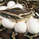 What Do Pet Pythons Eat?